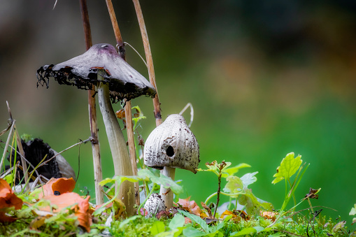 Small mushroom in a forest, tele photography