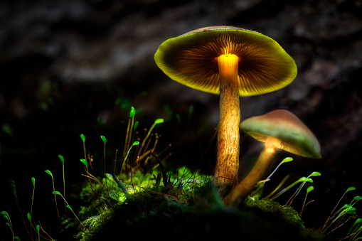 Small mushroom in dramatic light, Mushroom Light Painting technique, wide angle closeup