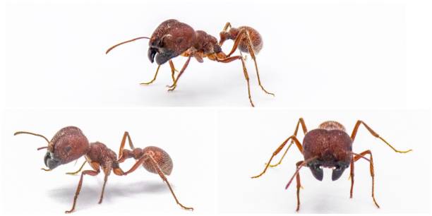 Pogonomyrmex badius, the Florida harvester ant Isolated on white background stock photo