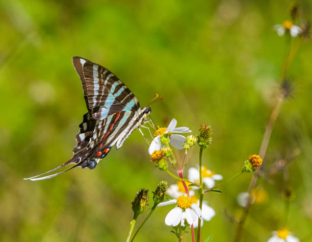 Zebra swallowtail butterfly - Protographium marcellus - eating nectar on Bidens alba or Spanish needle stock photo