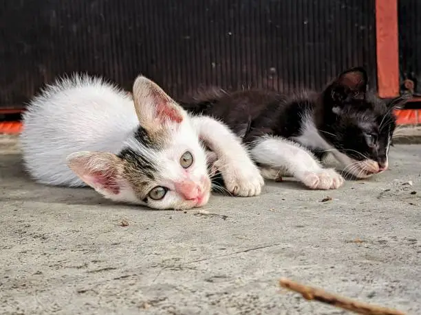 Photo of Random Focus , Closeup two little cute kittens are black and white color lying down on textured gray floor , Terrace House Outdoor