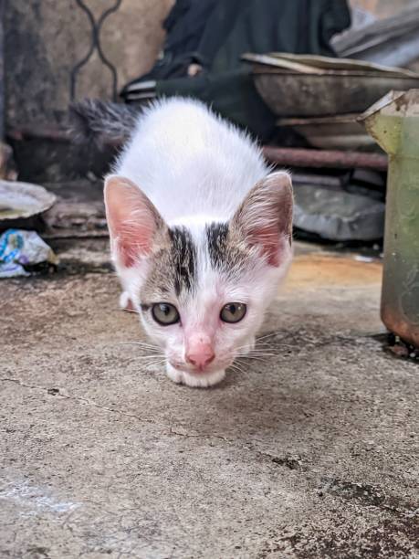 istock a poor white kitten on a dirty place 1433464617