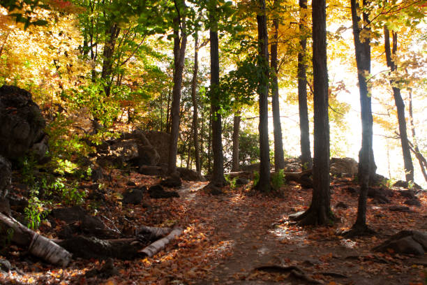 Close-up view of the trees in an autumnal forest in sunny weather stock photo