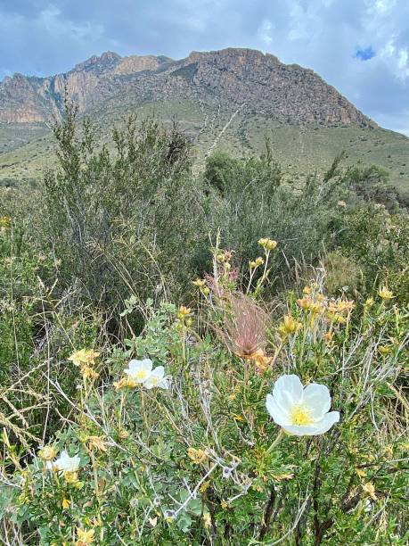 istock Guadalupe National Park 1433466968
