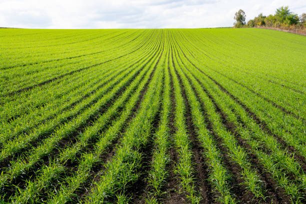 istock Autumn field of green wheat seedlings 1433468014