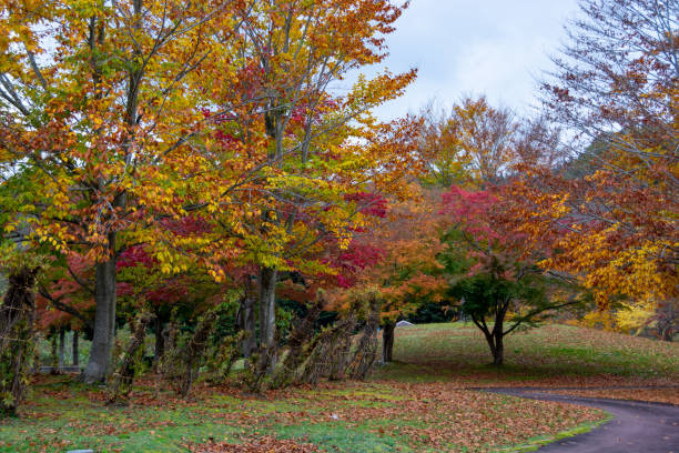istock Autumn park colored in red and yellow 1433468125