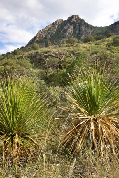 istock Guadalupe Mountains National Park 1433469170