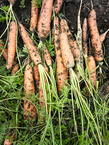 Fresh organic carrot. Harvesting concept.