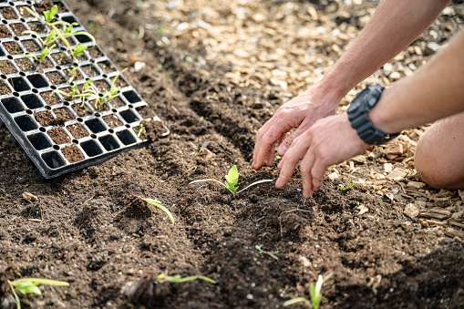 Close view of man kneeling in vegetable garden, moving young plants from growing tray to soil in planting row and participating in local food production.