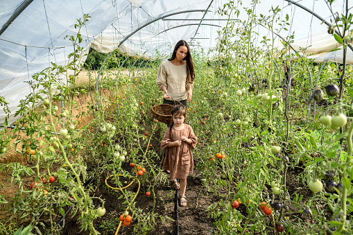 Full length view of mid 30s mother with wicker basket and 5 year old daughter walking through polytunnel and looking for ripe produce to pick.