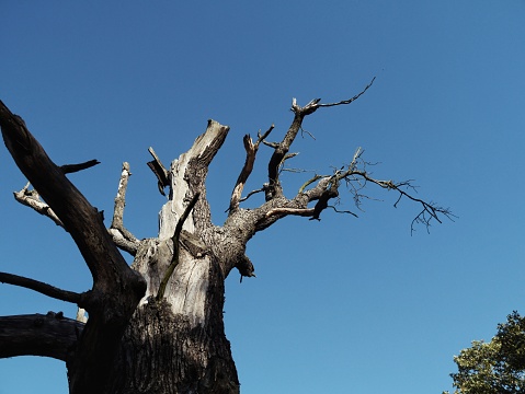 Low angle view of old dead tree against sky