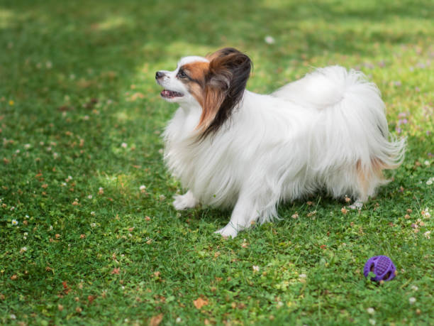 perro continental toy spaniel - papillon fotografías e imágenes de stock
