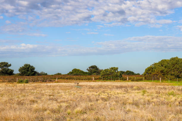 istock rural landscape with trees and field 1433473954