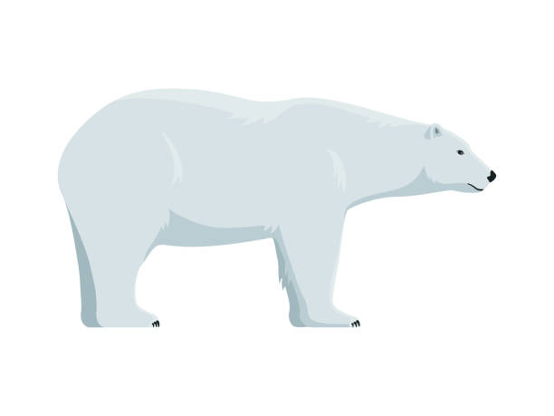 vektor-eisbär - eisbär stock-grafiken, -clipart, -cartoons und -symbole