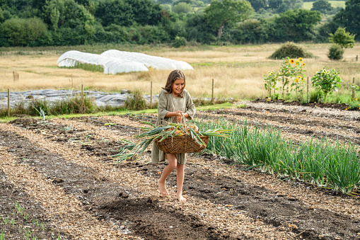 Community member learning about locally grown organic food and participating in its development, late summer in East Sussex.
