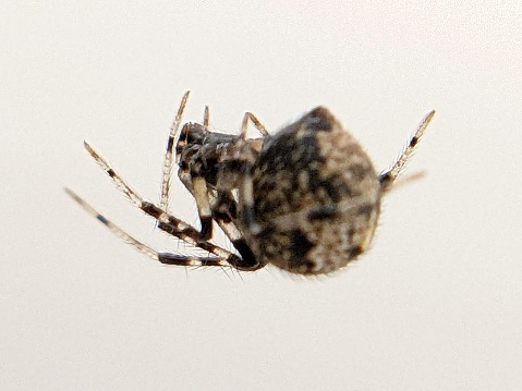 Parasteatoda tepidariorum is the American common house spider, which describes a wide range of characteristics.