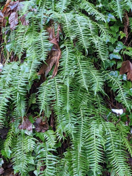 istock Licorice Fern growing up a Rock Face 1433478610