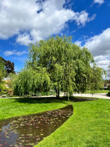 saule dans le jardin - standing water grass area meadow lawn photos et images de collection