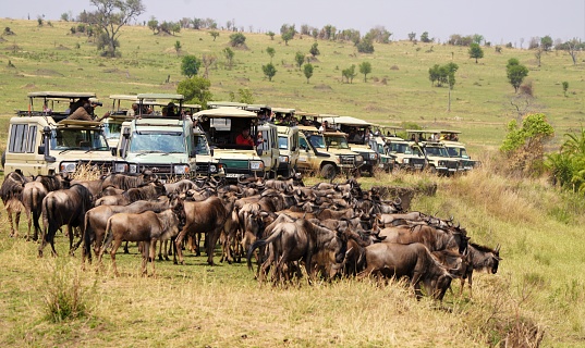 Group of wildebeest clustered on the embankment of the Mara River during the northern part of the annual Great Migration of the Serengeti - the world's largest terrestrial migration involving as many as 2.5 million animals. \n Safari vehicles aligned to view the spectacle of a river crossing with cameras poised to capture the moment.  Photo was taken on August 31, 2022 from the southern bank of the Mara River in northern Serengeti near Kogatende, Tanzania.