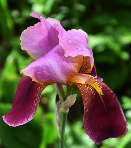 istock Flower purple bearded iris or Iris germanica (Latin Iris germanica) after rain 1433489250