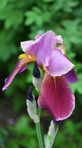 istock Flower purple bearded iris or Iris germanica (Latin Iris germanica) after rain 1433489254