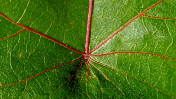 close up photo of leaf surface texture filled with internodes