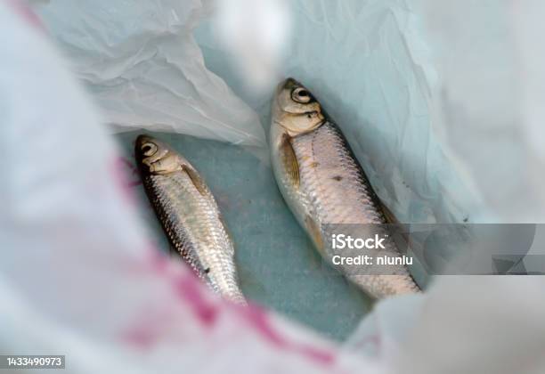 Fresh Fish Stock Photo - Download Image Now - Animal, Animal Scale, Animal Wildlife