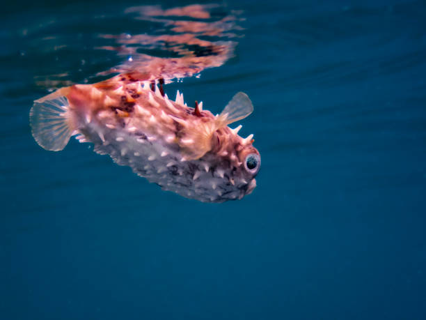 istock Shortspine Porcupine Fish 1433491087