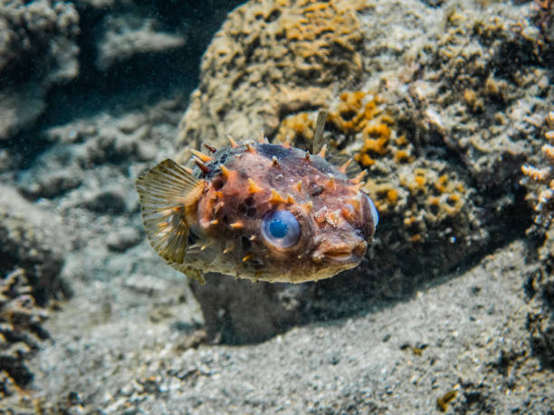 istock Shortspine Porcupine Fish 1433491653