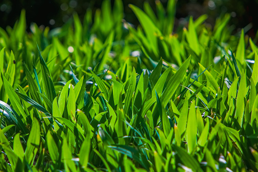 green grass texture - well-groomed turf in the garden or in soccer stadium.