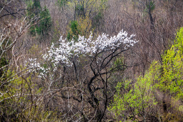Cherry blossoms in the valley