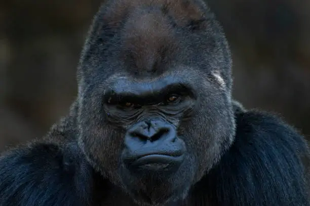 Silverbacked gorilla staring at the camera