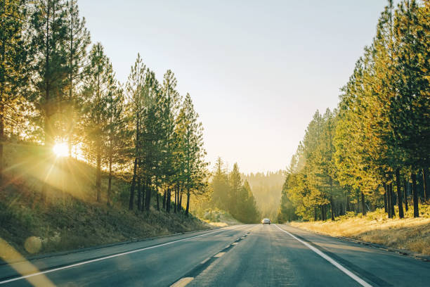 istock Golden hour sun glow through the trees. Empty road, highway in the forest 1433493557