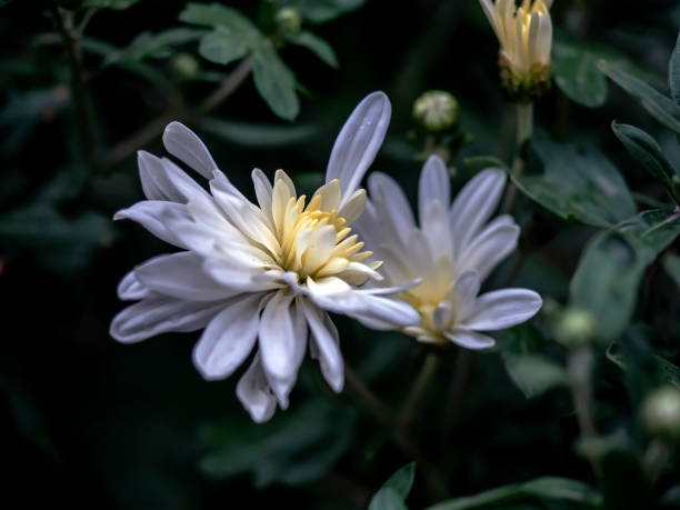 istock fresh delicate white chrysanthemum in the garden 1433494155