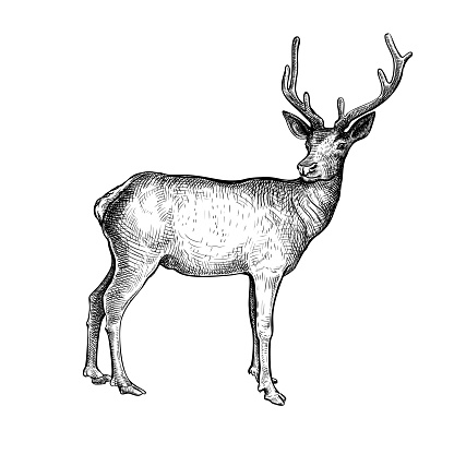 Hand drawn black ink sketch of Deer isolated on white background. Vector illustration of wild stag. Vintage engrave of deer