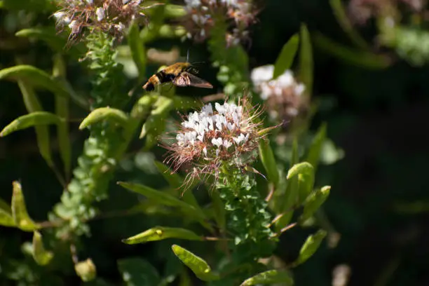 Hummingbird Moth Flying over White Flower