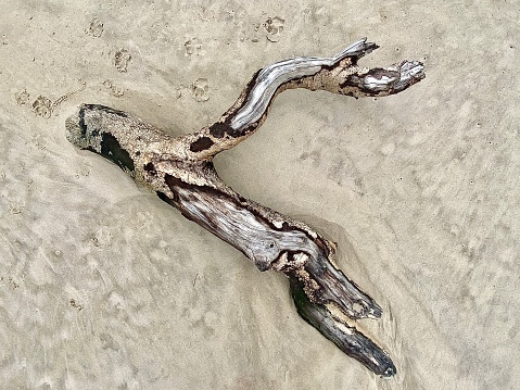 A tranquil scene on a sandy beach, featuring a single piece of smooth, weathered driftwood. The driftwood natural brown hues and textured surface stand out against the fine, pebble-strewn sand.