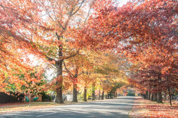 istock Canopy of autumn trees 1433497924