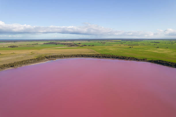 istock Pink lake and fields of grain. 1433499143