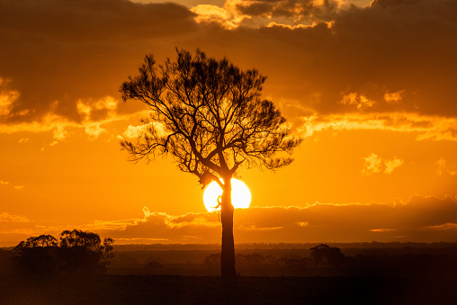 Large sun setting behind a tree silhouette in the orange sky