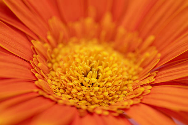 Daisy Gerbera Flower With Water Drops