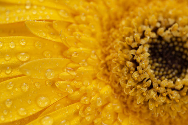 Lensbaby orange Gerbera Daisy Close-up