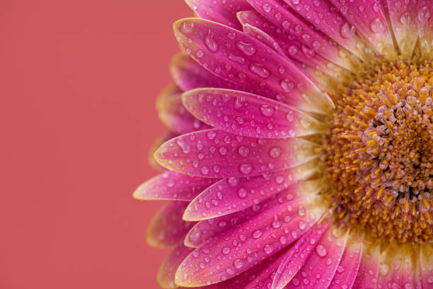 Water Drops on Daisy Pink Flower