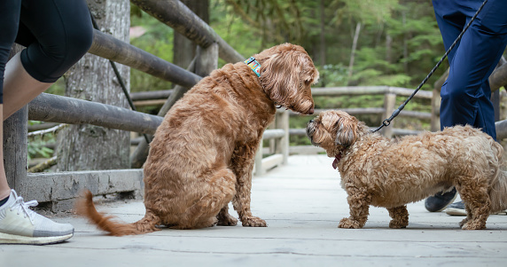 Relaxed head-to-head socializing between two dogs of different sizes. Large Labradoodle sitting in front of a small Zuchon or Shih Tzu-Bichon. Selective focus.