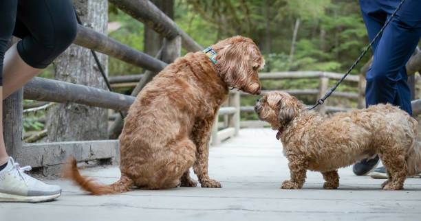 Cute dog to dog meeting in the park. stock photo