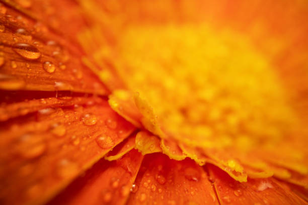 Daisy Gerbera Flower With Water Drops