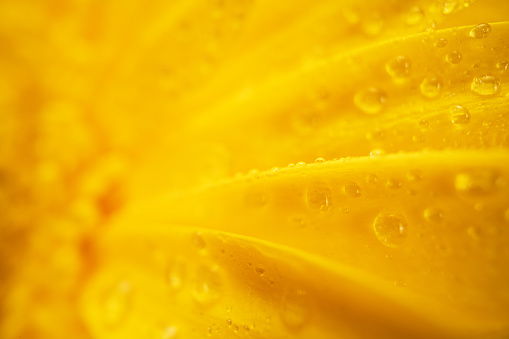 Yellow Flower With Water Drops Macro