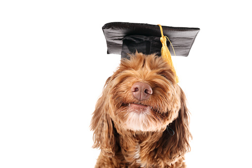 Cute Labradoodle dog laughing or smiling. Pet concept for celebrating graduation, training class, academic certifications or diplomas. Selective focus.