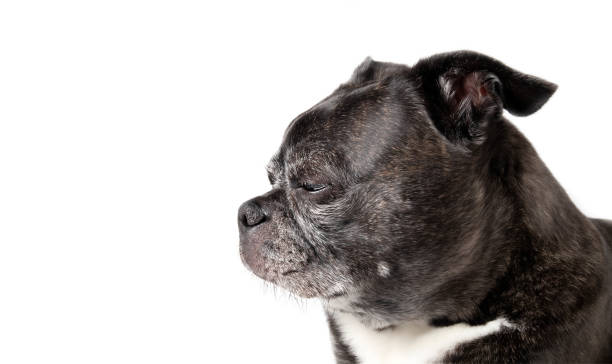 istock Isolated dog head shot. 1433503139