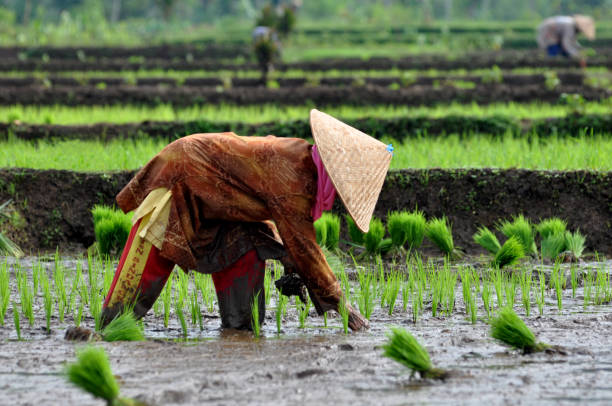 istock Indonesian female farmer planting rice in a rice field, Ciamis, West Java - Indonesia 1433503893